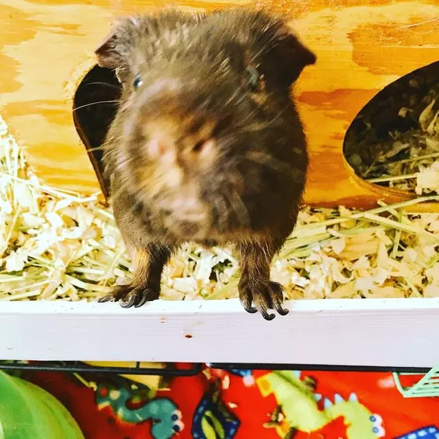 Eastside Critter Sitters
