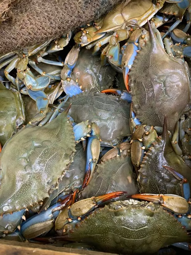 Captain Fish Market
