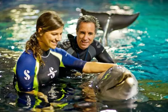 Disney's Dolphins in Depth