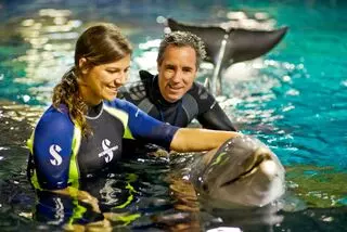 Disney's Dolphins in Depth