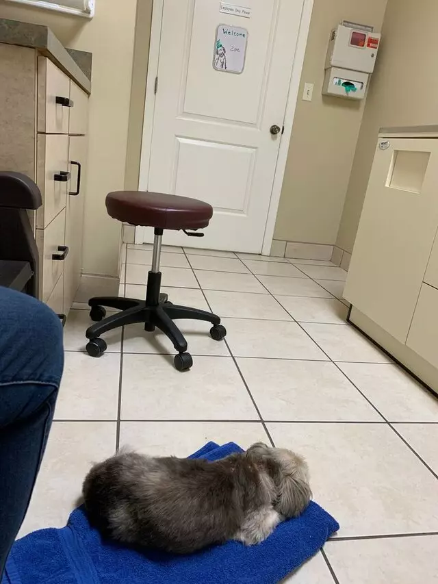 Williamsburg Veterinary Clinic