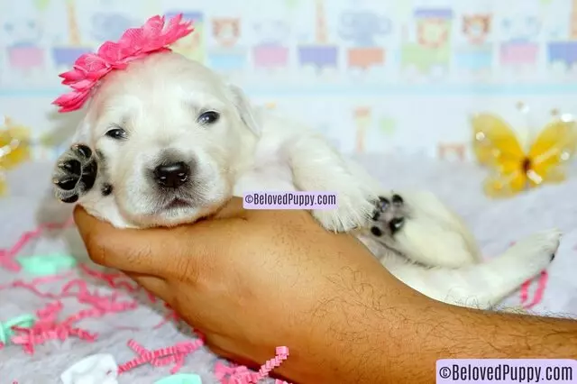 Beloved Puppy