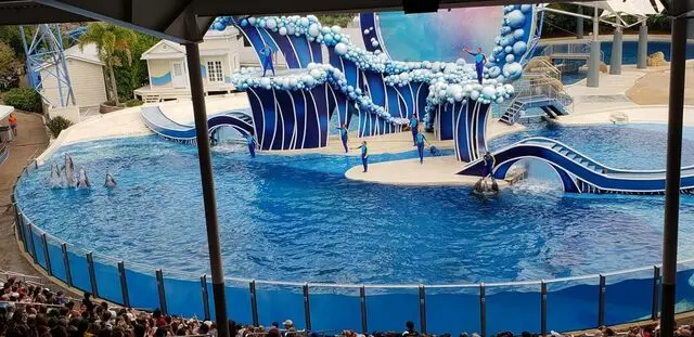 Dolphin Days