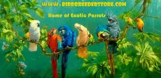 Bird Breeder Store