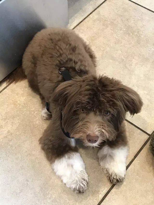 Four Corners Pet Grooming