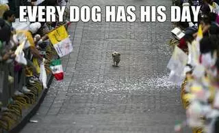 Every Dog Has Its Day