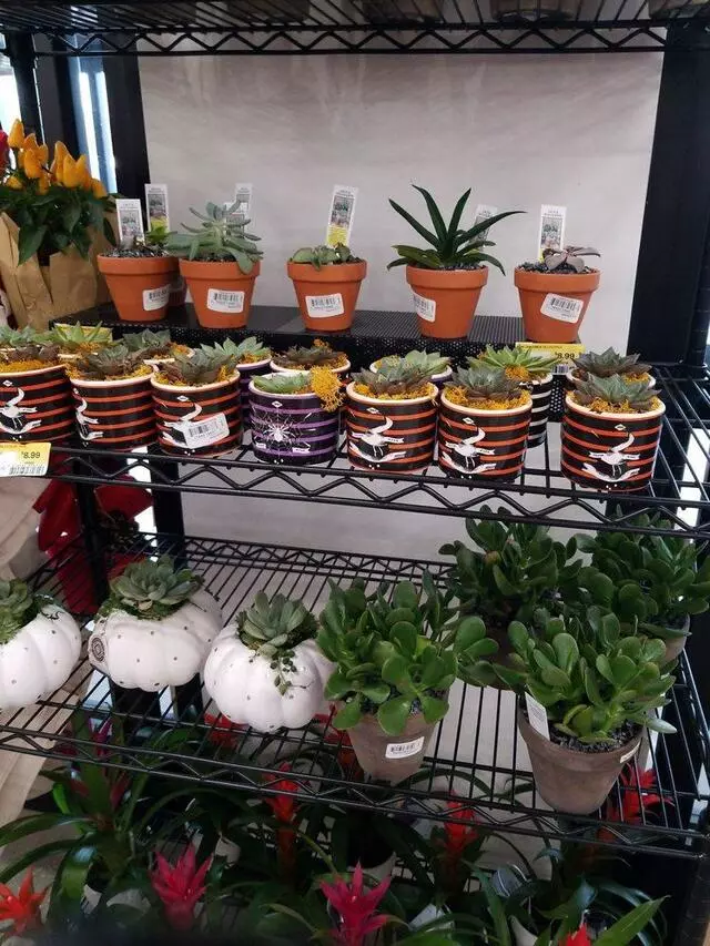 Earth Fare