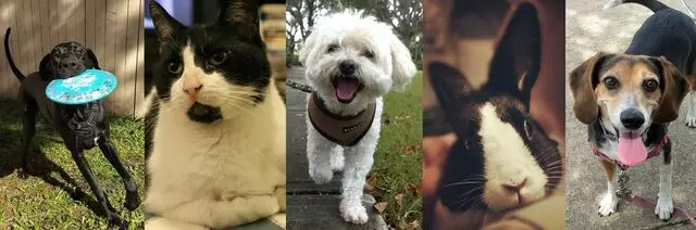 Happy Tails Pet Care