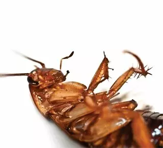NuHEXA Modern pest Solutions