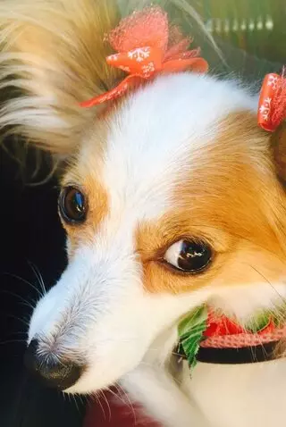 The Purple Pooch Bakery Boutique Groomer