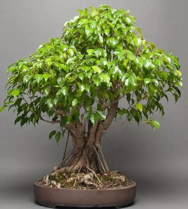 Adam&apos;s Art & Bonsai Studio Nursery