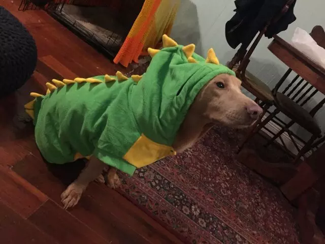 Pet Pros Services