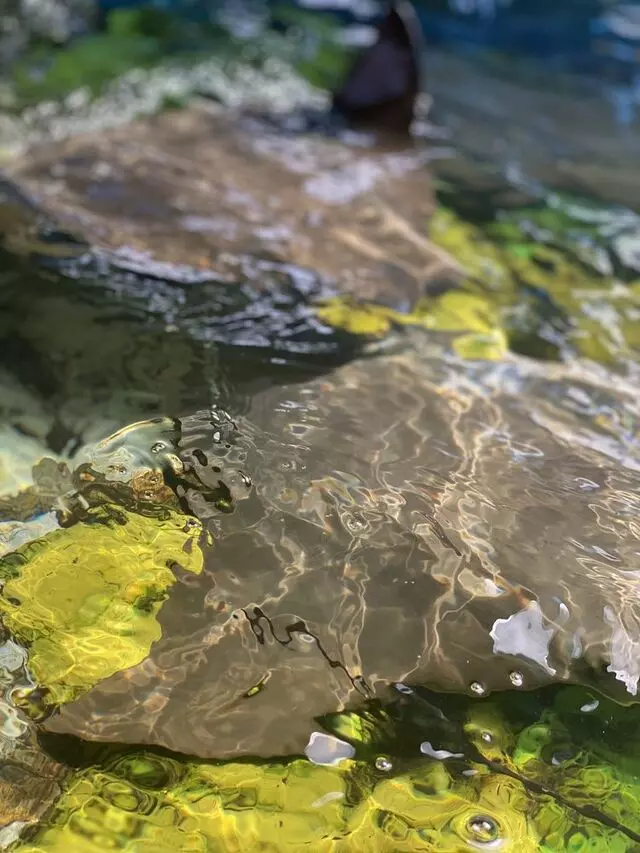 Stingray Lagoon