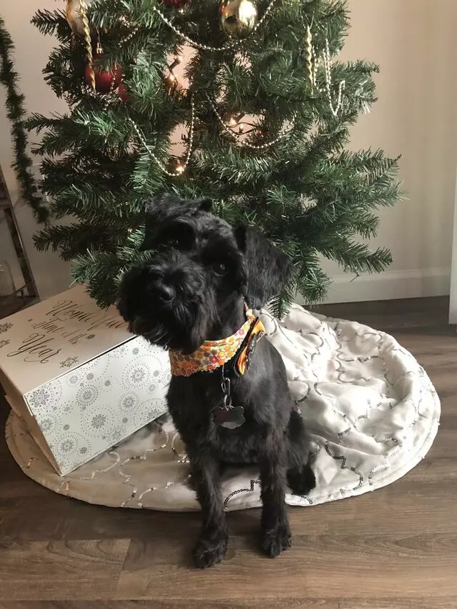 A Puppy Cut