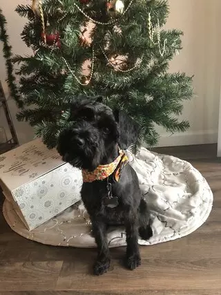 A Puppy Cut