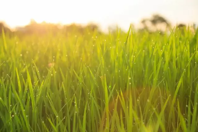 LPM Landscaping and Irrigation Contractor