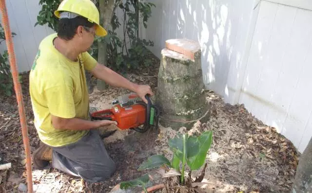 Affordable Arbor Care