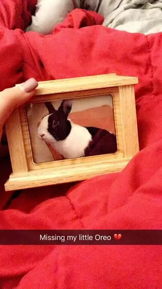 Pine Castle Pet Cremation Service
