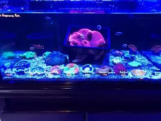 Living Reef
