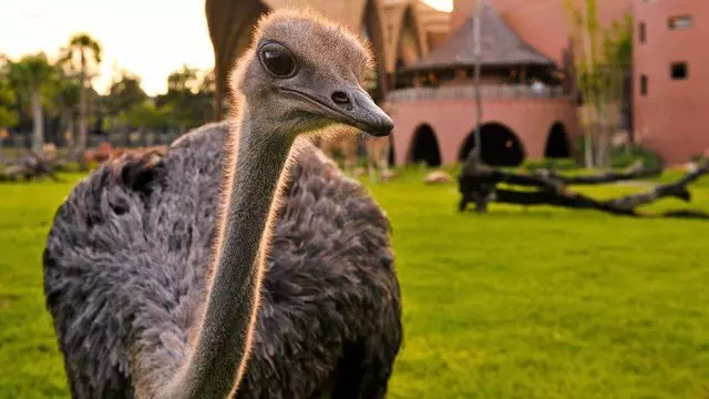 Disney&apos;s Animal Kingdom Villas - Kidani Village