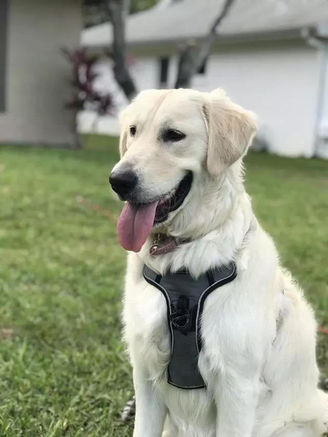 South Orlando Dog Training