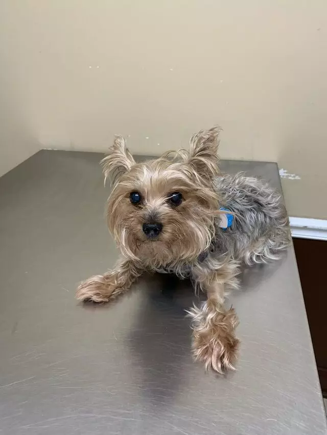 Michigan Street Animal Hospital