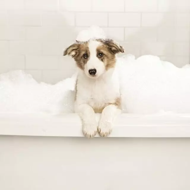 PetSmart