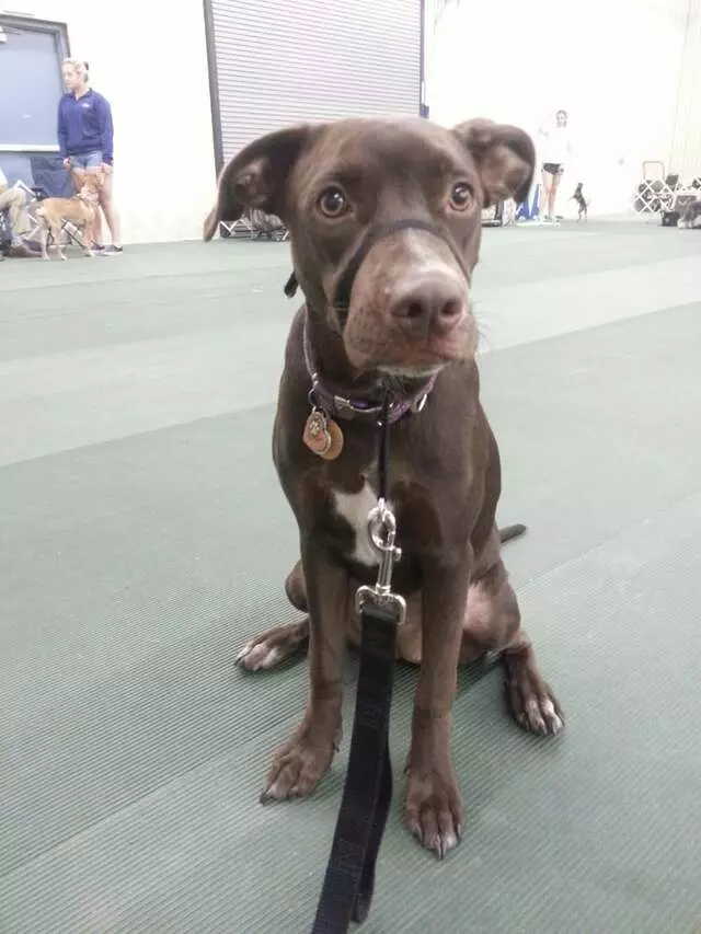 Orlando Dog Training Club