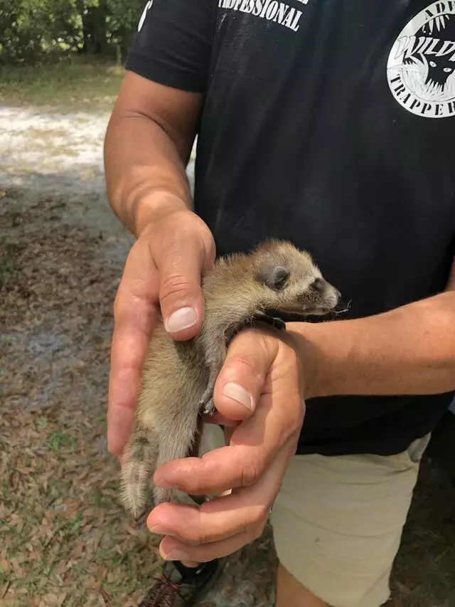 Advanced Wildlife Trappers