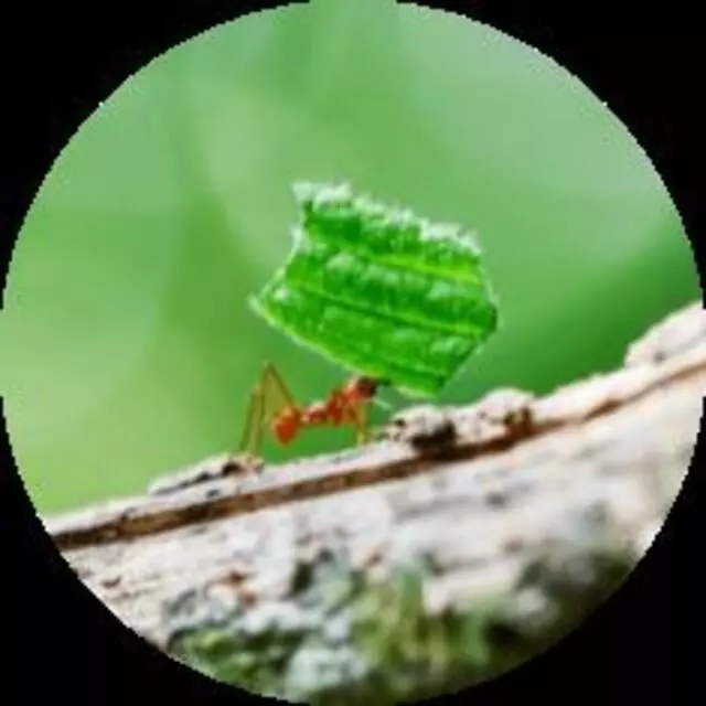 Commando Pest Control and Trappers