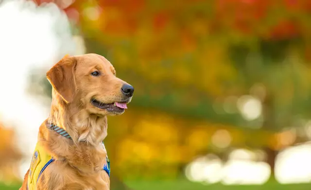 Canine Companions for Independence