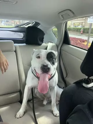 Woof Gang Bakery & Grooming Landstar