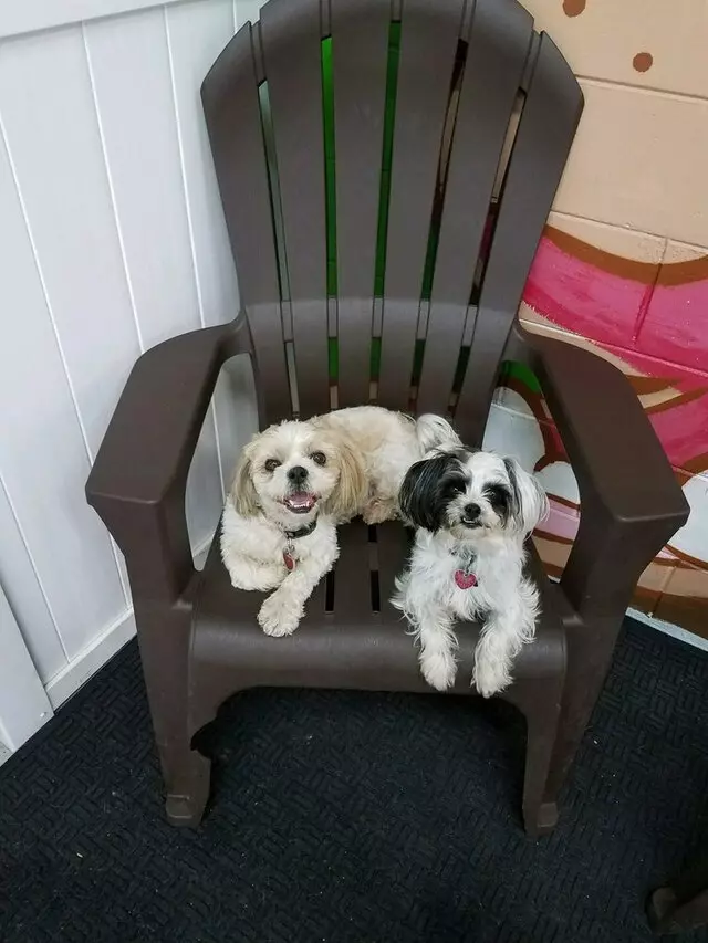 A Pet's Palace