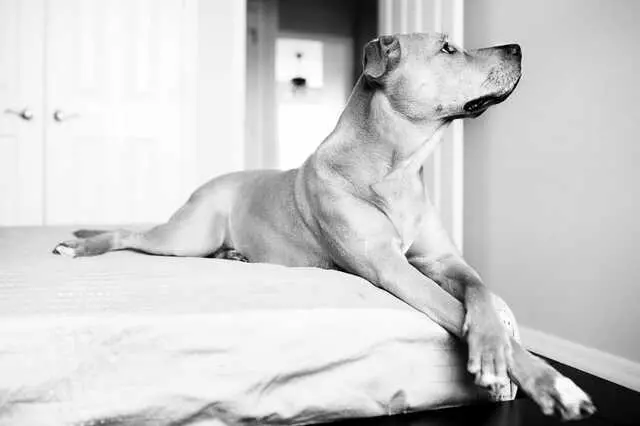 Photohound Dog Photography