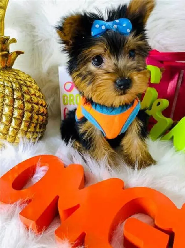 Holly Yorkie Puppie Arena